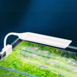 Lampe LED aquarium avec deux lumières amovibles Lampe LED aquarium avec deux lumières amovibles installée sur un aquarium avec des poissons et des plantes dedans