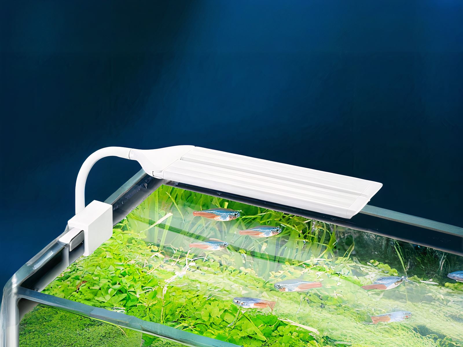 Lampe LED aquarium avec deux lumières amovibles installée sur un aquarium avec des poissons et des plantes dedans