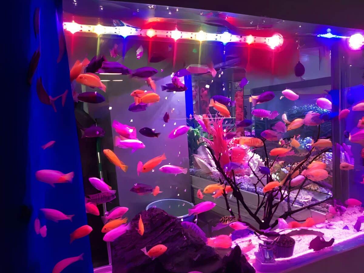 Lampe LED aquarium avec lumière multicolore Lampe LED aquarium avec lumière multicolore installée dans un aquarium avec des poissons