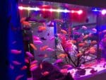 Lampe LED aquarium avec lumière multicolore installée dans un aquarium avec des poissons