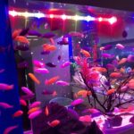 Lampe LED aquarium avec lumière multicolore Lampe LED aquarium avec lumière multicolore installée dans un aquarium avec des poissons
