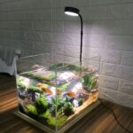 Lampe LED aquarium avec socle en bois Lampe LED aquarium avec socle en bois posé au-dessus d'un aquarium