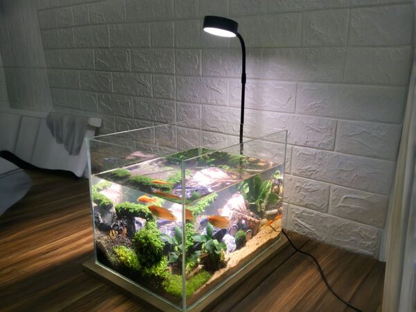 Lampe LED aquarium avec socle en bois posé au-dessus d'un aquarium