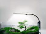Lampe LED aquarium moderne et design installée sur le bord d'un aquarium avec des plantes à l'intérieur sur fond gris
