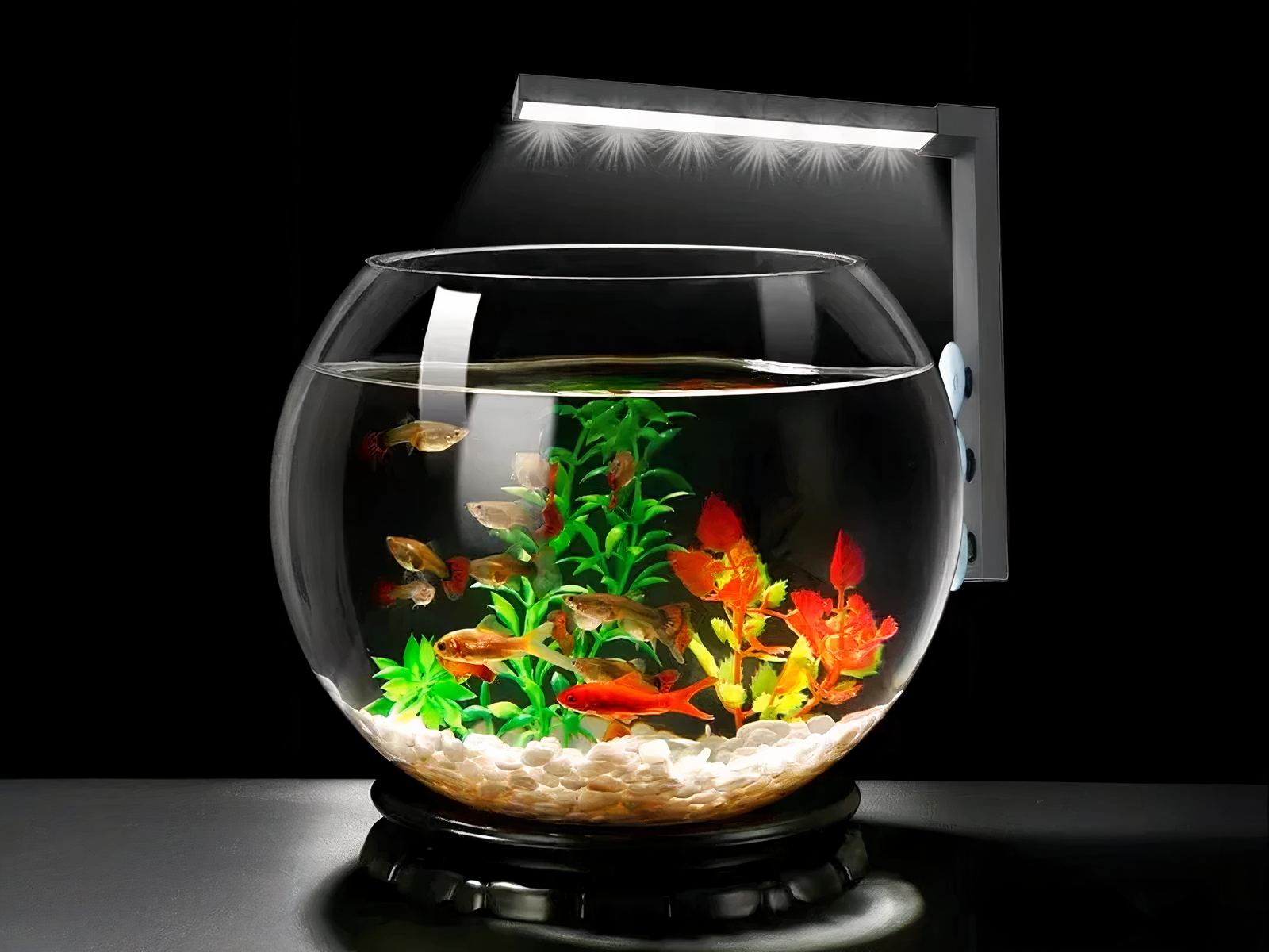 Lampe LED aquarium tactile avec ventouses installée sur le côté d'un aquarium rond sur fond noir