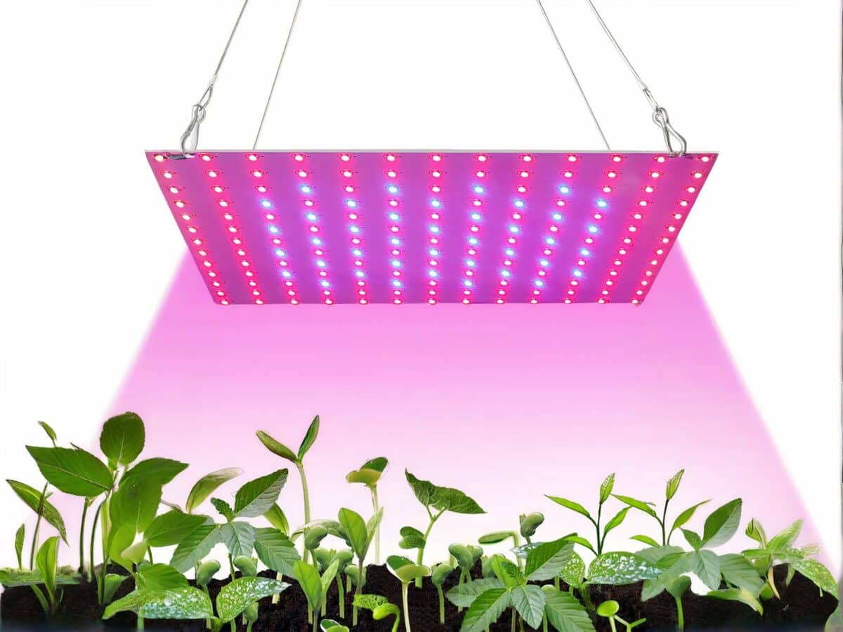 Lampe LED horticole pour plantes d'intérieur Lampe LED horticole pour plantes d'intérieur en train d'éclairer des plantes vertes sur fond blanc