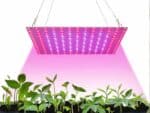 Lampe LED horticole pour plantes d'intérieur en train d'éclairer des plantes vertes sur fond blanc