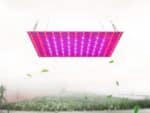 Lampe LED horticole pour plantes d'intérieur